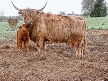 Steer Calf