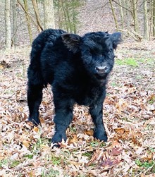BULL CALF