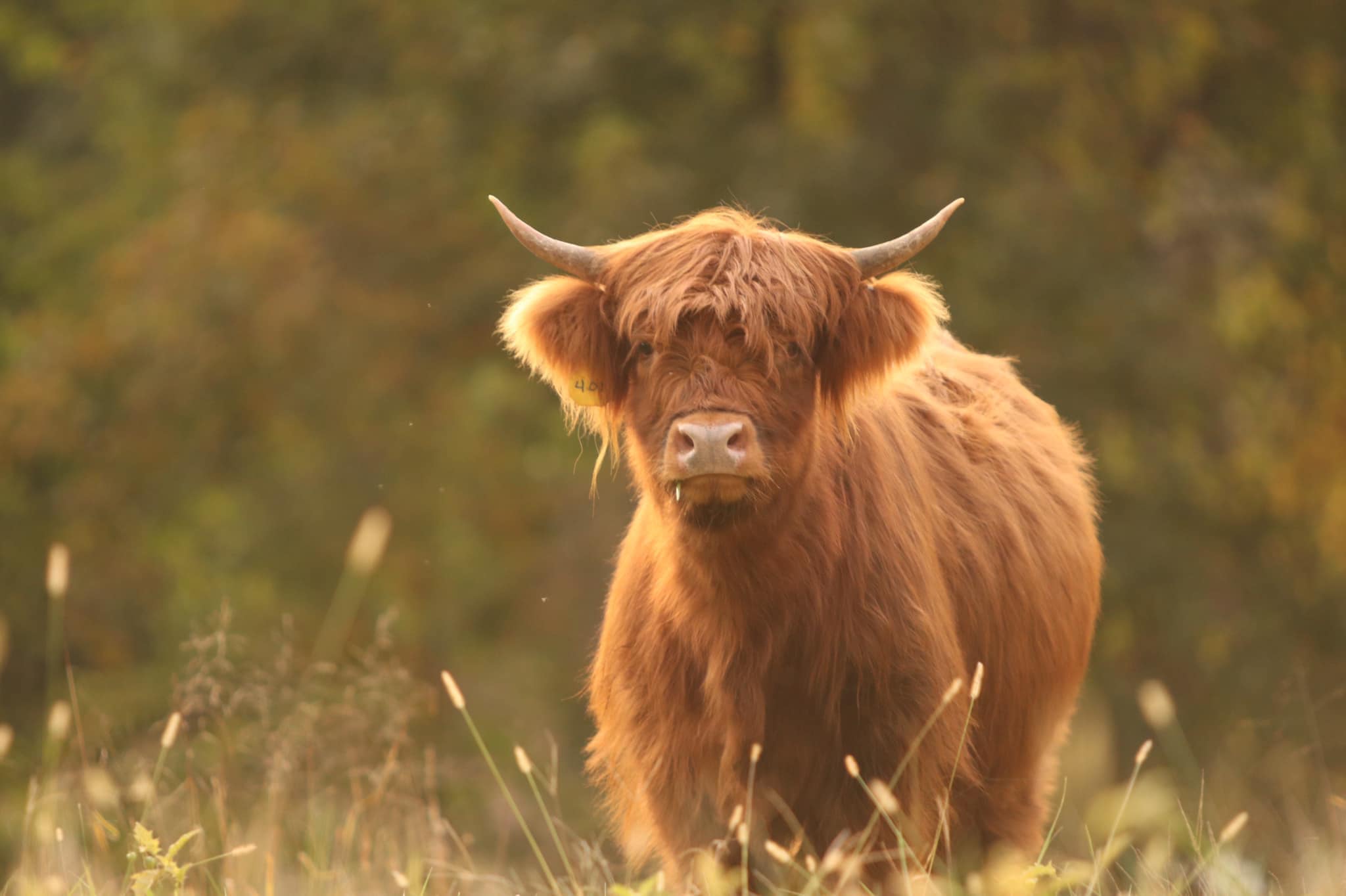 TC Highlands Farm Pleasureville, Kentucky